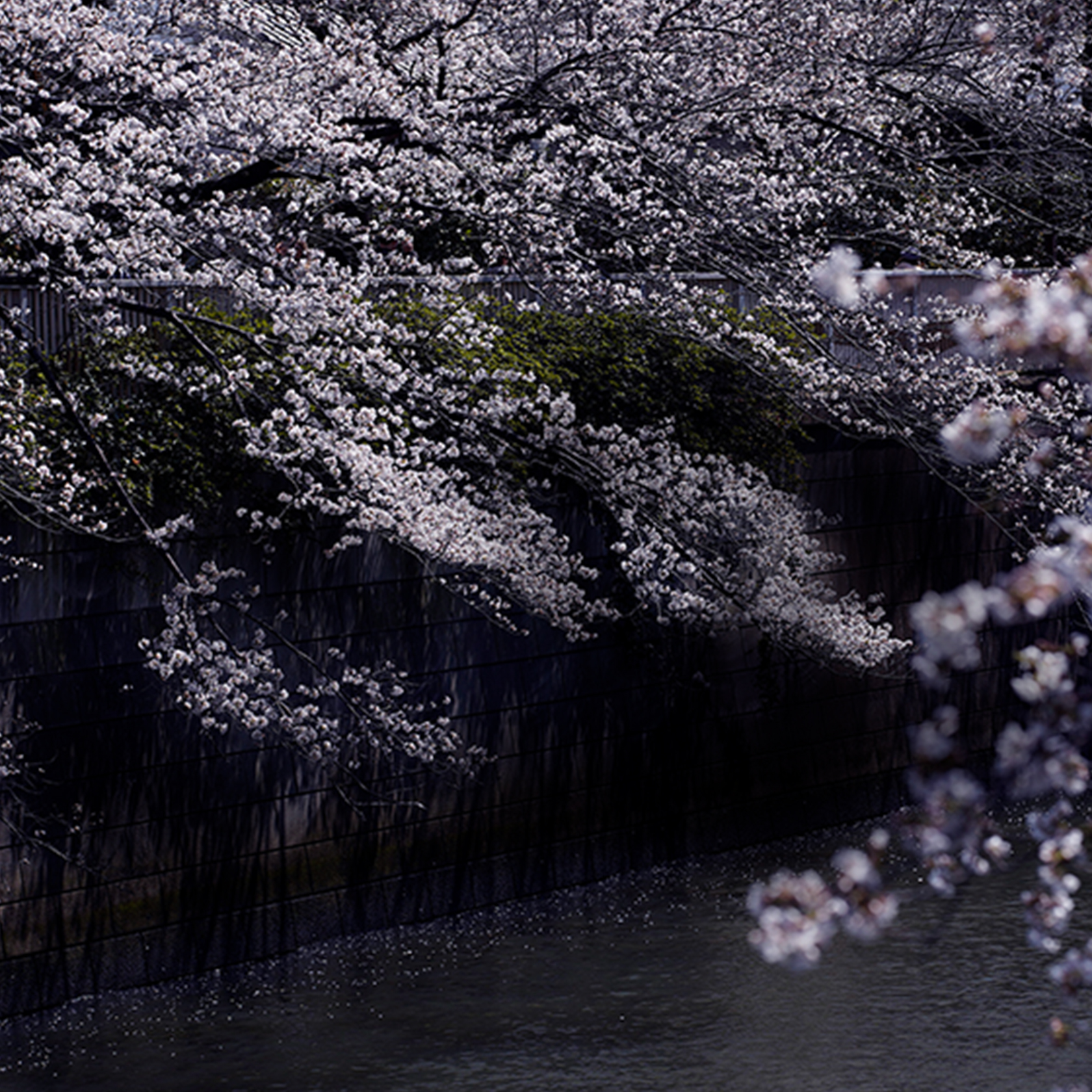 目黒川